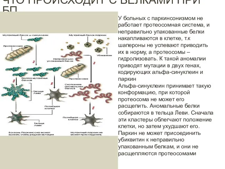 ЧТО ПРОИСХОДИТ С БЕЛКАМИ ПРИ БП У больных с паркинсонизмом не работает