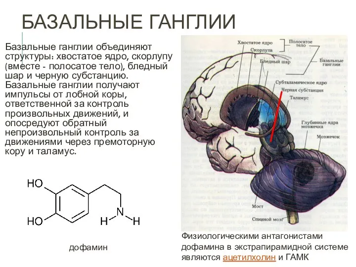 БАЗАЛЬНЫЕ ГАНГЛИИ Базальные ганглии объединяют структуры: хвостатое ядро, скорлупу (вместе - полосатое