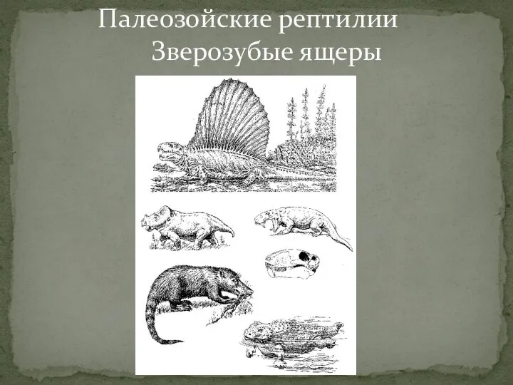 Палеозойские рептилии Зверозубые ящеры