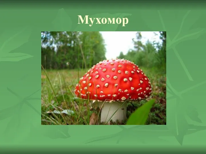 Мухомор