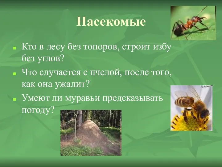 Насекомые Кто в лесу без топоров, строит избу без углов? Что случается