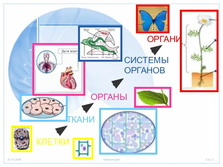 КЛЕТКИ ТКАНИ ОРГАНЫ СИСТЕМЫ ОРГАНОВ ОРГАНИЗМ