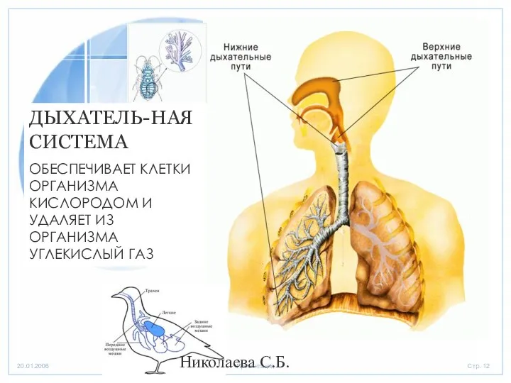 ДЫХАТЕЛЬ-НАЯ СИСТЕМА ОБЕСПЕЧИВАЕТ КЛЕТКИ ОРГАНИЗМА КИСЛОРОДОМ И УДАЛЯЕТ ИЗ ОРГАНИЗМА УГЛЕКИСЛЫЙ ГАЗ Николаева С.Б.