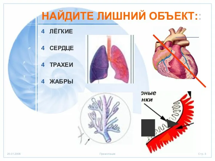 НАЙДИТЕ ЛИШНИЙ ОБЪЕКТ:: ЛЁГКИЕ СЕРДЦЕ ТРАХЕИ ЖАБРЫ