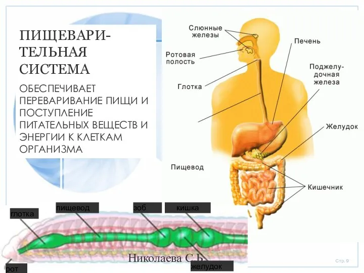 глотка пищевод зоб рот желудок кишка ПИЩЕВАРИ-ТЕЛЬНАЯ СИСТЕМА ОБЕСПЕЧИВАЕТ ПЕРЕВАРИВАНИЕ ПИЩИ И