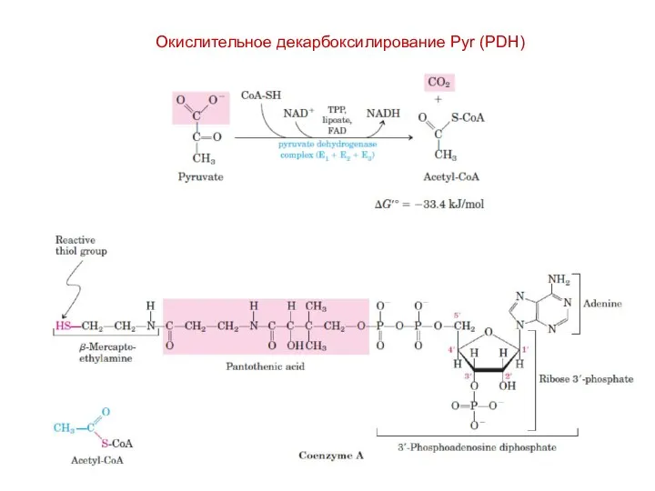Окислительное декарбоксилирование Pyr (PDH)