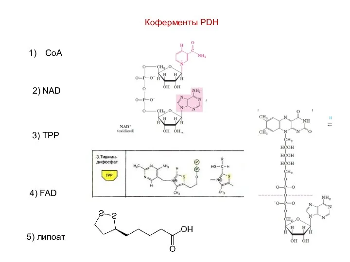 Коферменты PDH CoA 2) NAD 3) TPP 4) FAD 5) липоат