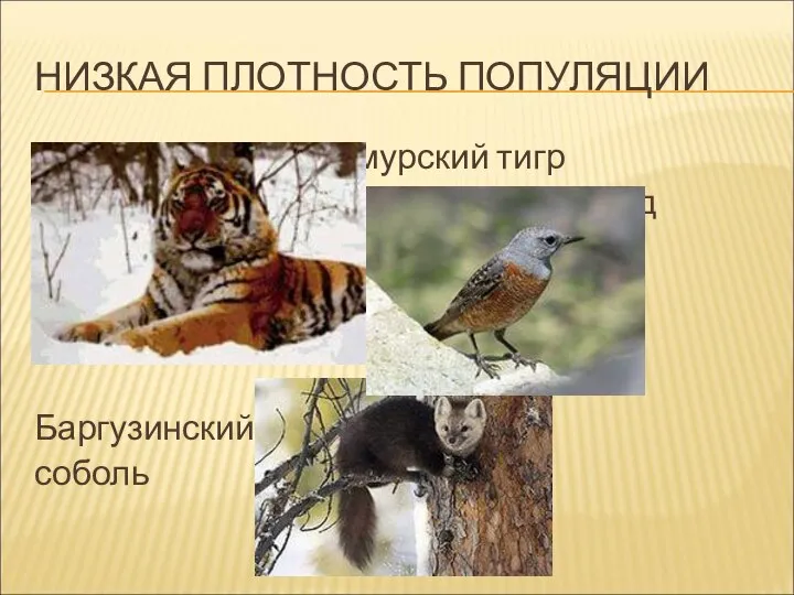 НИЗКАЯ ПЛОТНОСТЬ ПОПУЛЯЦИИ амурский тигр дрозд Баргузинский соболь