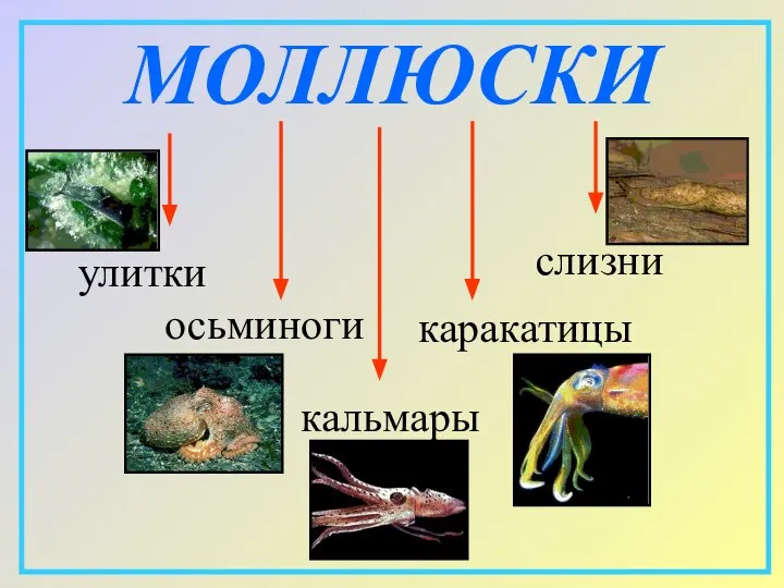 МОЛЛЮСКИ улитки слизни кальмары каракатицы осьминоги