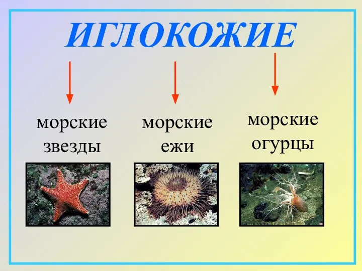 ИГЛОКОЖИЕ морские звезды морские ежи морские огурцы