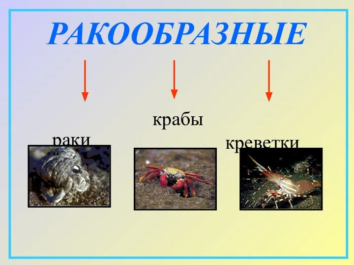 РАКООБРАЗНЫЕ раки крабы креветки