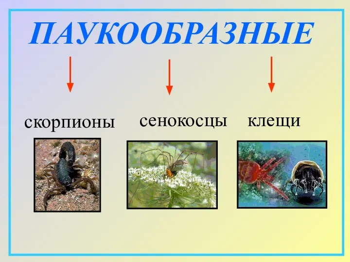 ПАУКООБРАЗНЫЕ скорпионы сенокосцы клещи