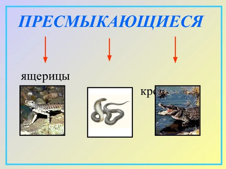 ПРЕСМЫКАЮЩИЕСЯ ящерицы змеи крокодилы