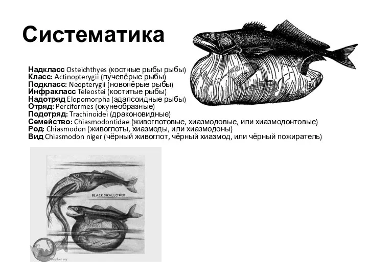 Систематика Надкласс Osteichthyes (костные рыбы рыбы) Класс: Actinopterygii (лучепёрые рыбы) Подкласс: Neopterygii