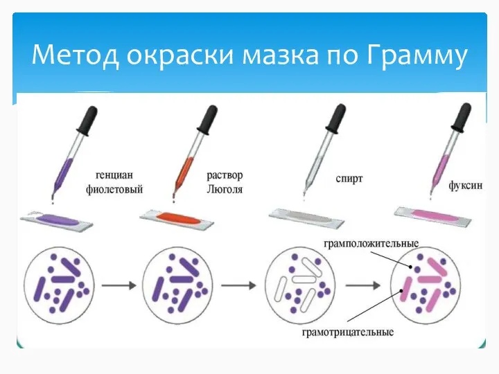 Метод окраски мазка по Грамму