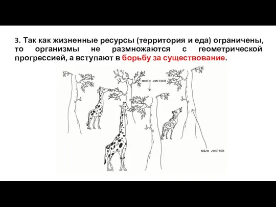 3. Так как жизненные ресурсы (территория и еда) ограничены, то организмы не