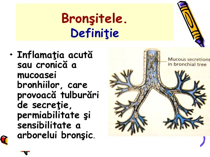 Bronşitele. Definiţie Inflamaţia acută sau cronică a mucoasei bronhiilor, care provoacă tulburări