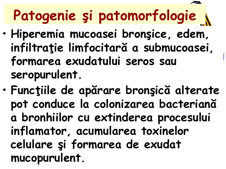 Patogenie şi patomorfologie Hiperemia mucoasei bronşice, edem, infiltraţie limfocitară a submucoasei, formarea