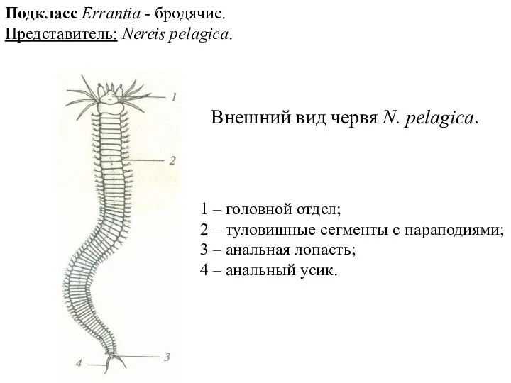 Внешний вид червя N. pelagica. 1 – головной отдел; 2 – туловищные