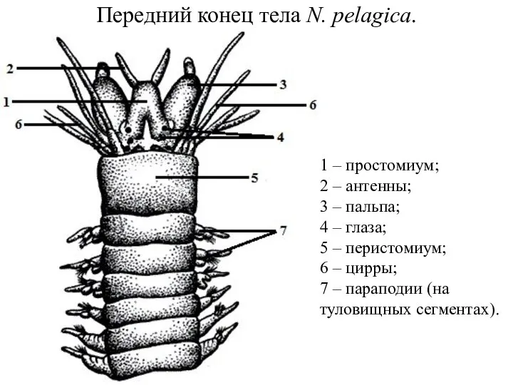 Передний конец тела N. pelagica. 1 – простомиум; 2 – антенны; 3