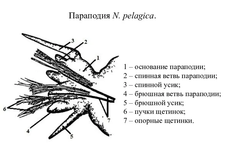 Параподия N. pelagica. 1 – основание параподии; 2 – спинная ветвь параподии;