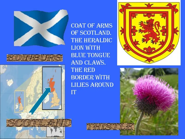 Scotland Thistle Coat of arms of Scotland. The heraldic lion with blue