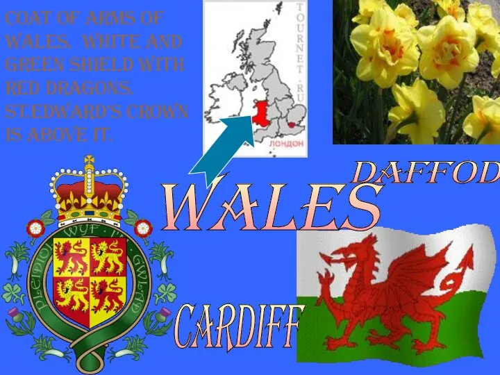 Wales Daffodil Coat of arms of Wales. White and green shield with