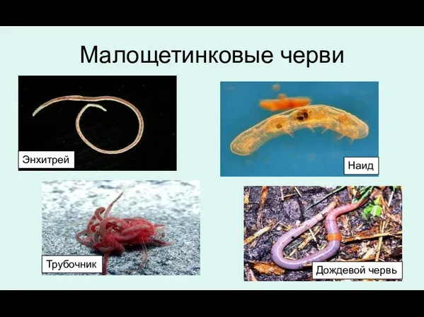 Малощетинковые черви