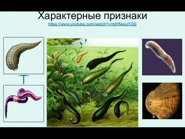 Характерные признаки https://www.youtube.com/watch?v=blHNwiuYZjE