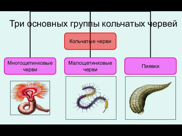 Три основных группы кольчатых червей