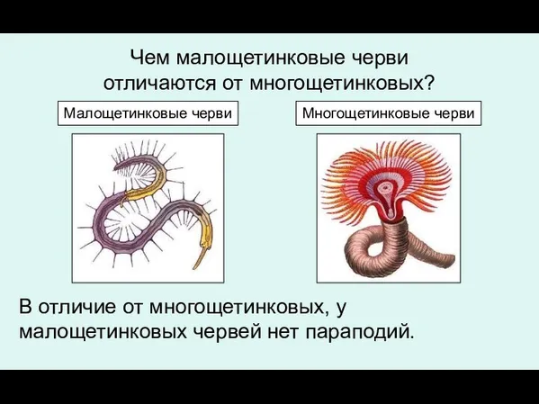 Чем малощетинковые черви отличаются от многощетинковых? В отличие от многощетинковых, у малощетинковых червей нет параподий.