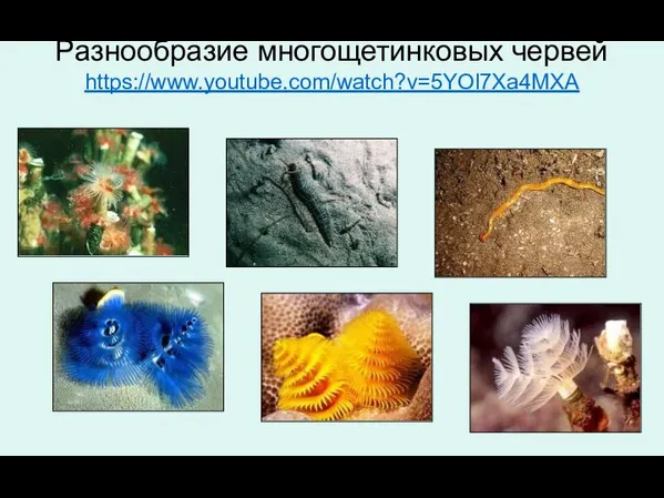 Разнообразие многощетинковых червей https://www.youtube.com/watch?v=5YOl7Xa4MXA