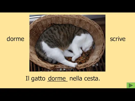 Il gatto ______ nella cesta. dorme scrive dorme