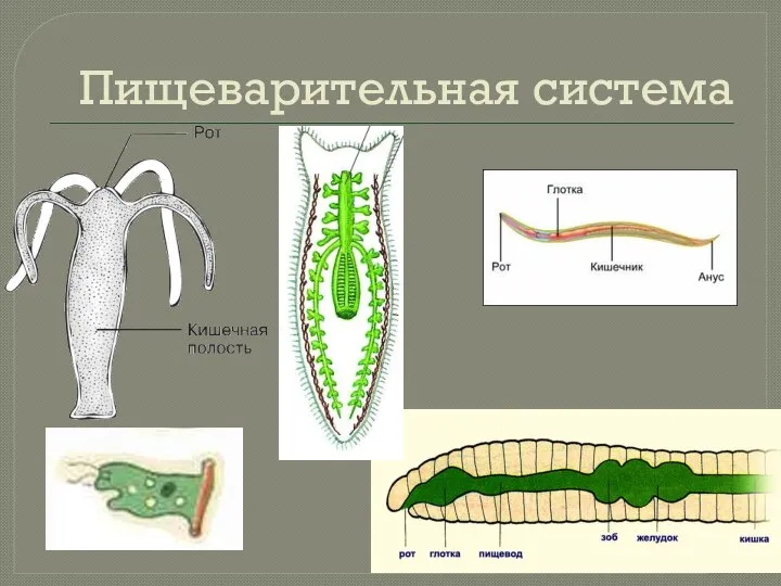 Пищеварительная система