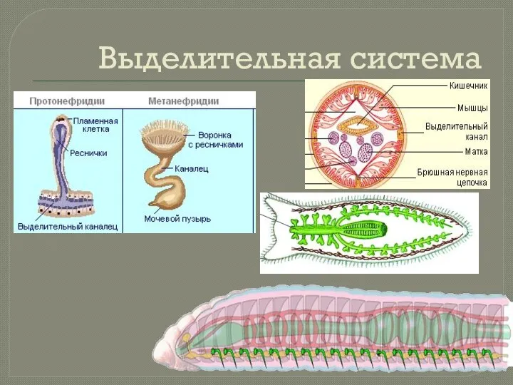 Выделительная система