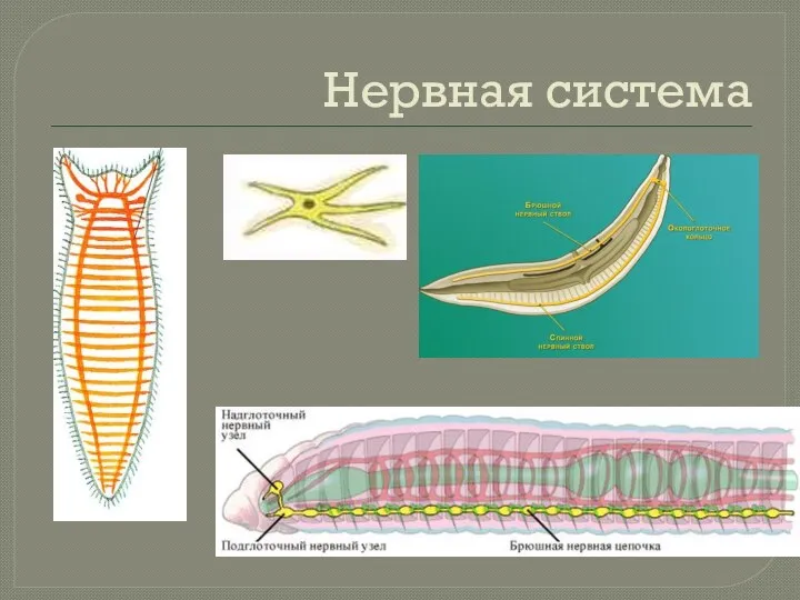 Нервная система