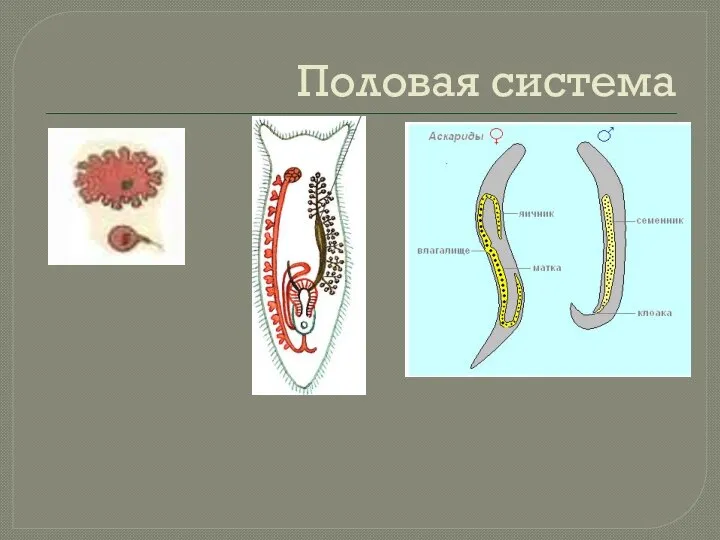 Половая система