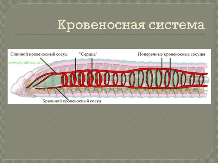 Кровеносная система