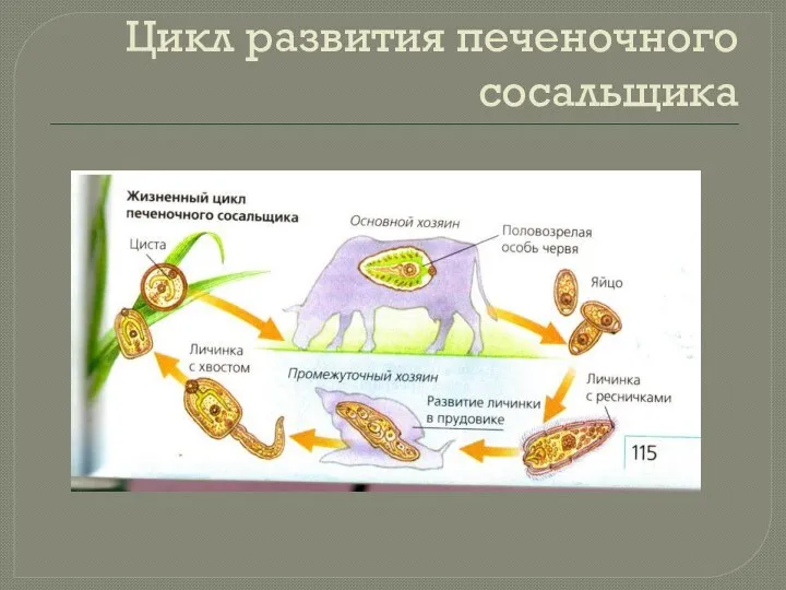 Цикл развития печеночного сосальщика