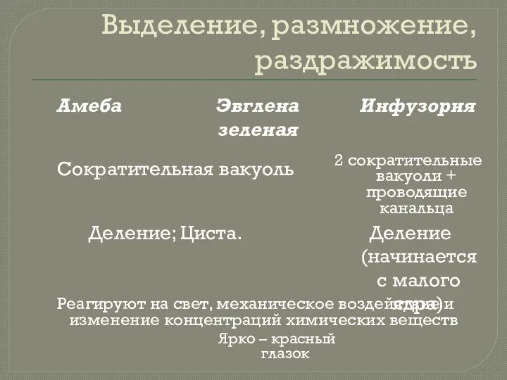 Выделение, размножение, раздражимость Эвглена зеленая Амеба Инфузория Сократительная вакуоль 2 сократительные вакуоли