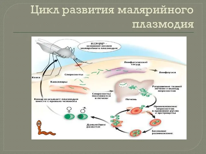 Цикл развития малярийного плазмодия