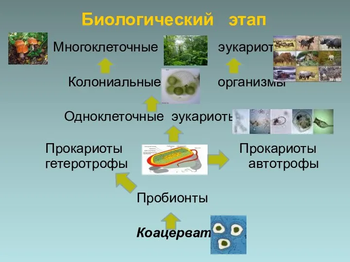 Биологический этап Многоклеточные эукариоты Колониальные организмы Одноклеточные эукариоты Прокариоты Прокариоты гетеротрофы автотрофы Пробионты Коацерваты