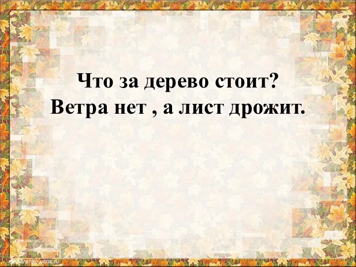 Что за дерево стоит? Ветра нет , а лист дрожит.