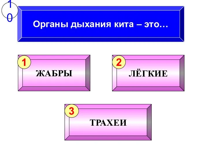 Органы дыхания кита – это… 10