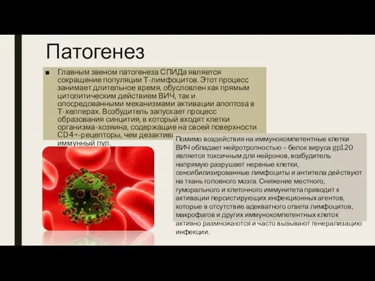 Патогенез Главным звеном патогенеза СПИДа является сокращение популяции Т-лимфоцитов. Этот процесс занимает