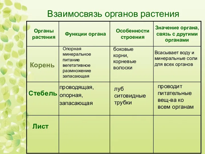 Взаимосвязь органов растения Корень боковые корни, корневые волоски Опорная минеральное питание вегетативное