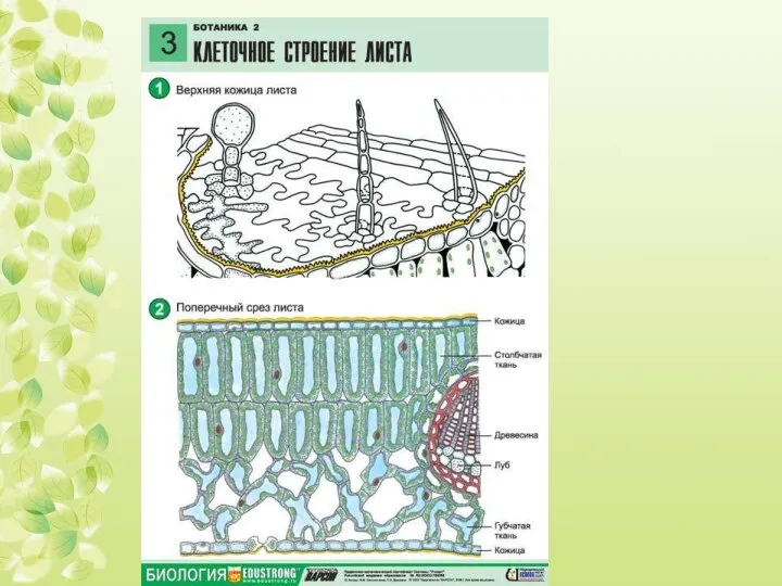 устьица, Основная ткань: Столбчатая –хлоропласты; Губчатая - межклетники