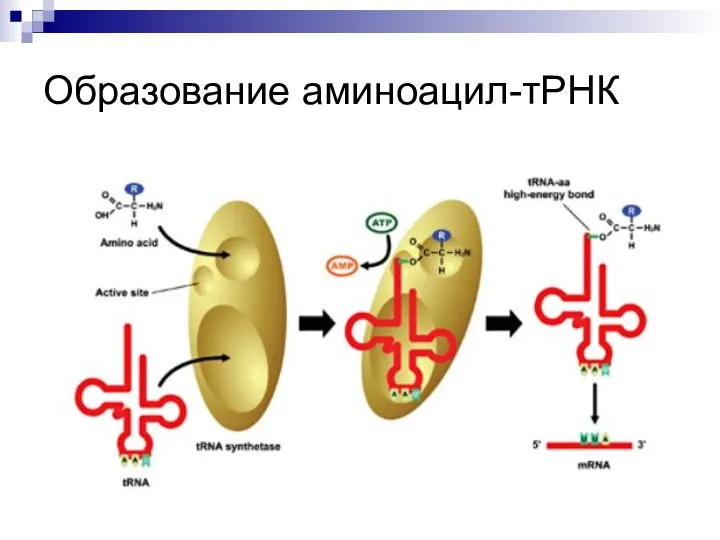 Образование аминоацил-тРНК