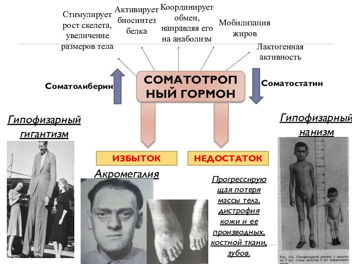 Стимулирует рост скелета, увеличение размеров тела Активирует биосинтез белка Мобилизация жиров Координирует