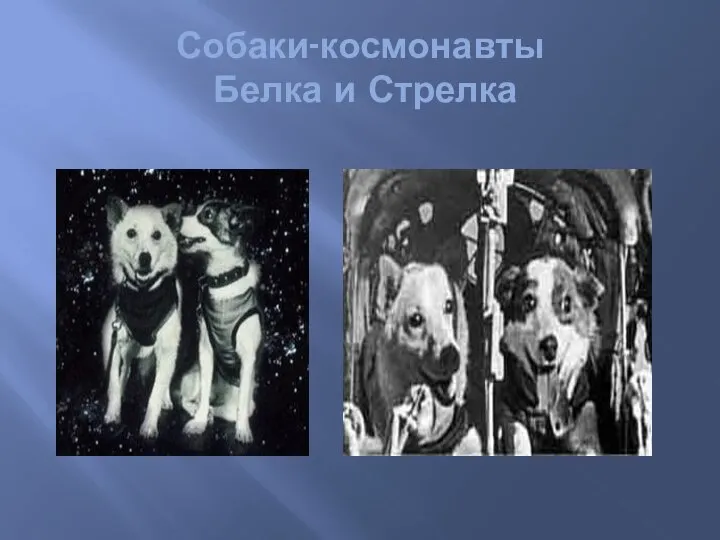 Собаки-космонавты Белка и Стрелка